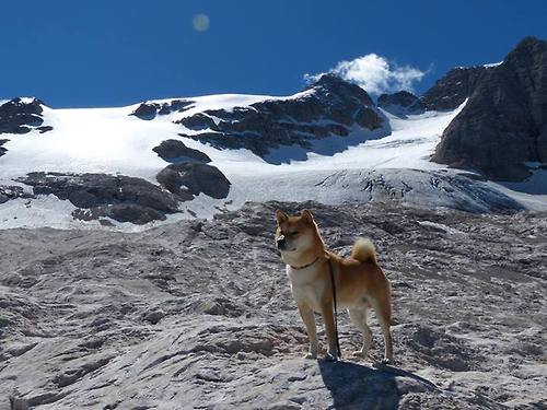 布伦森37分点燃雄鹿!比赛变成个人秀,山西防守为何形同虚设?
